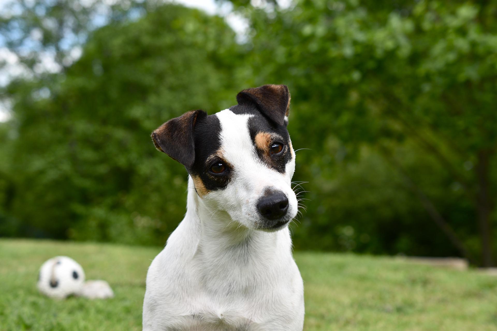 Chien anglais