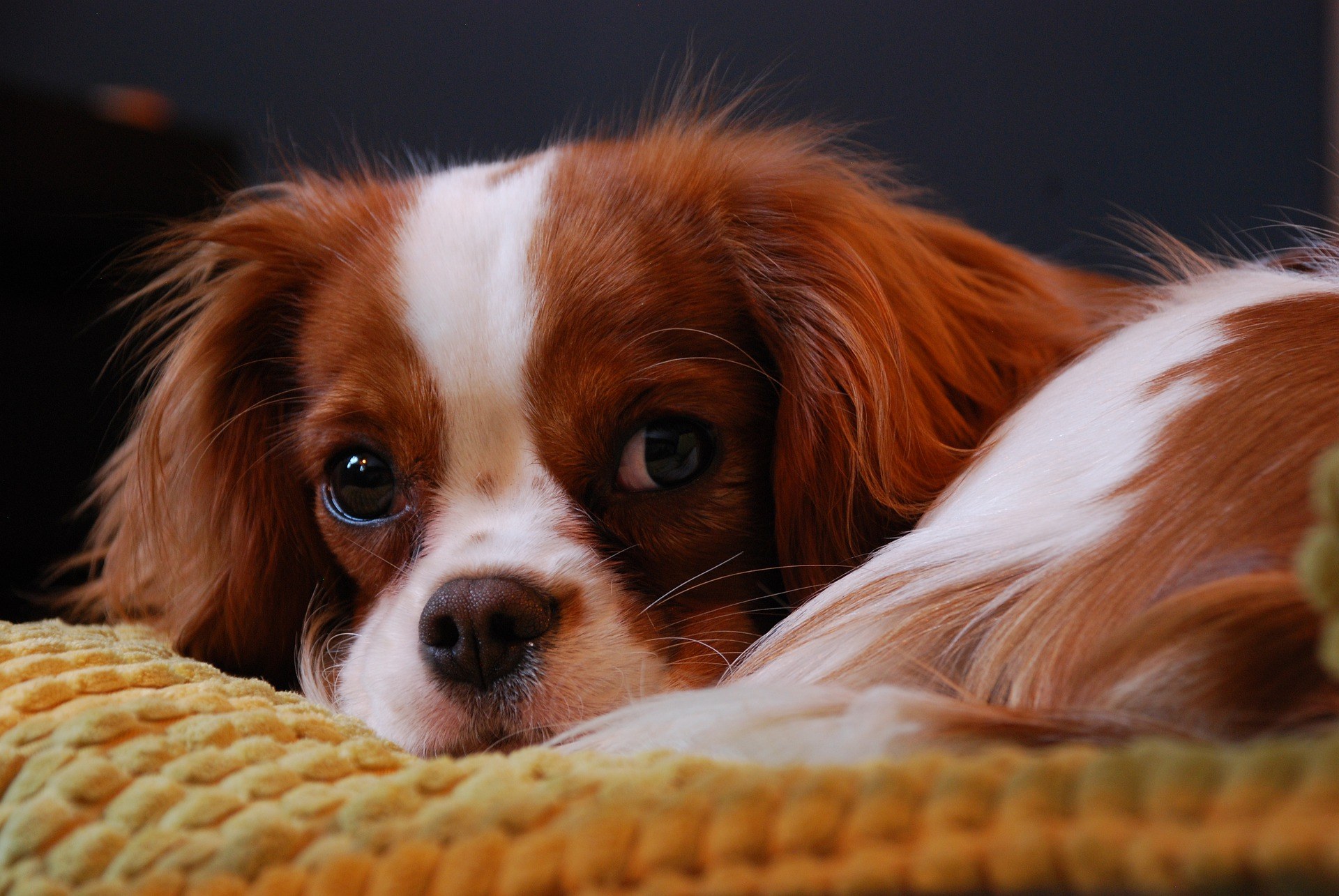 Chien calme