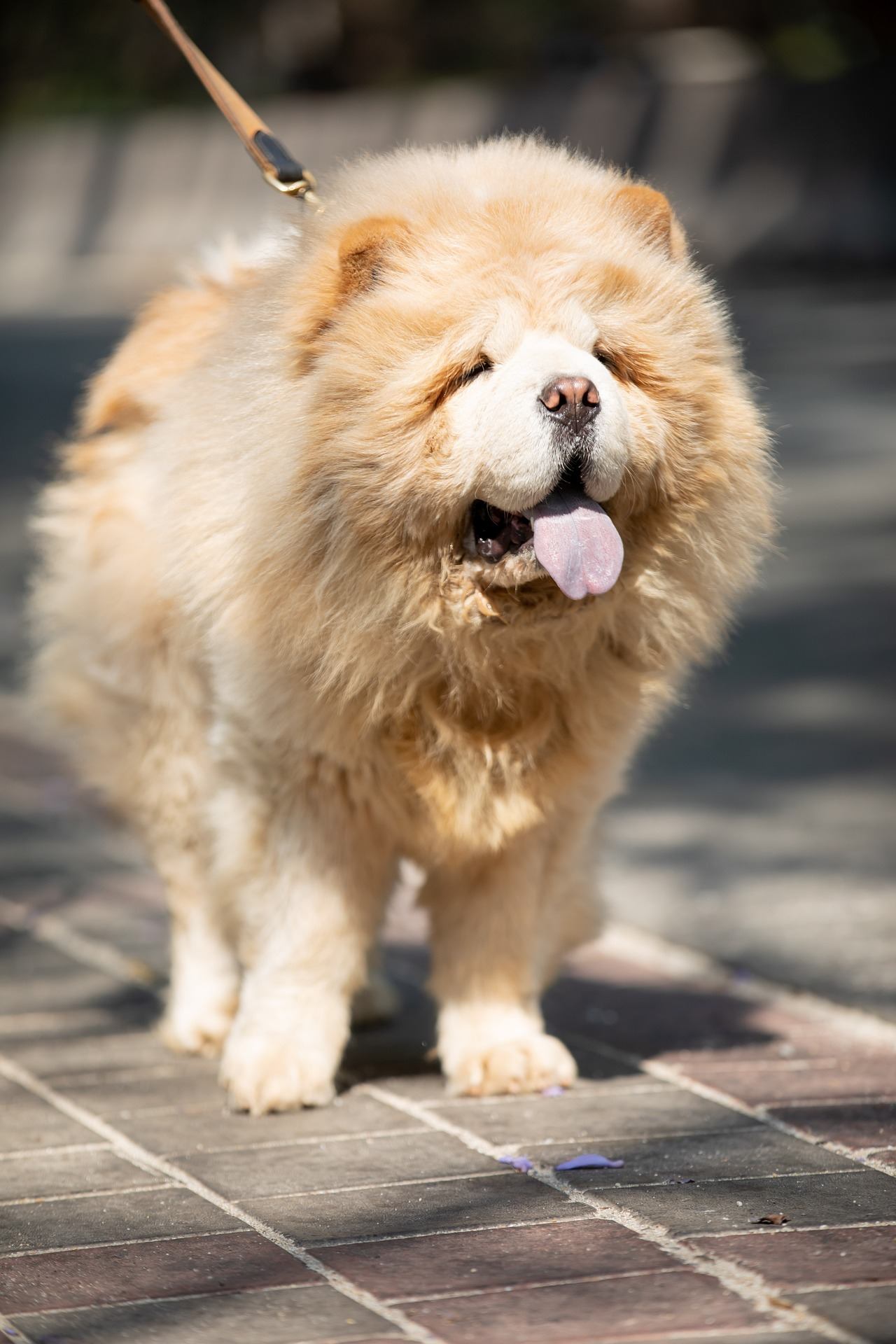 Chien cher