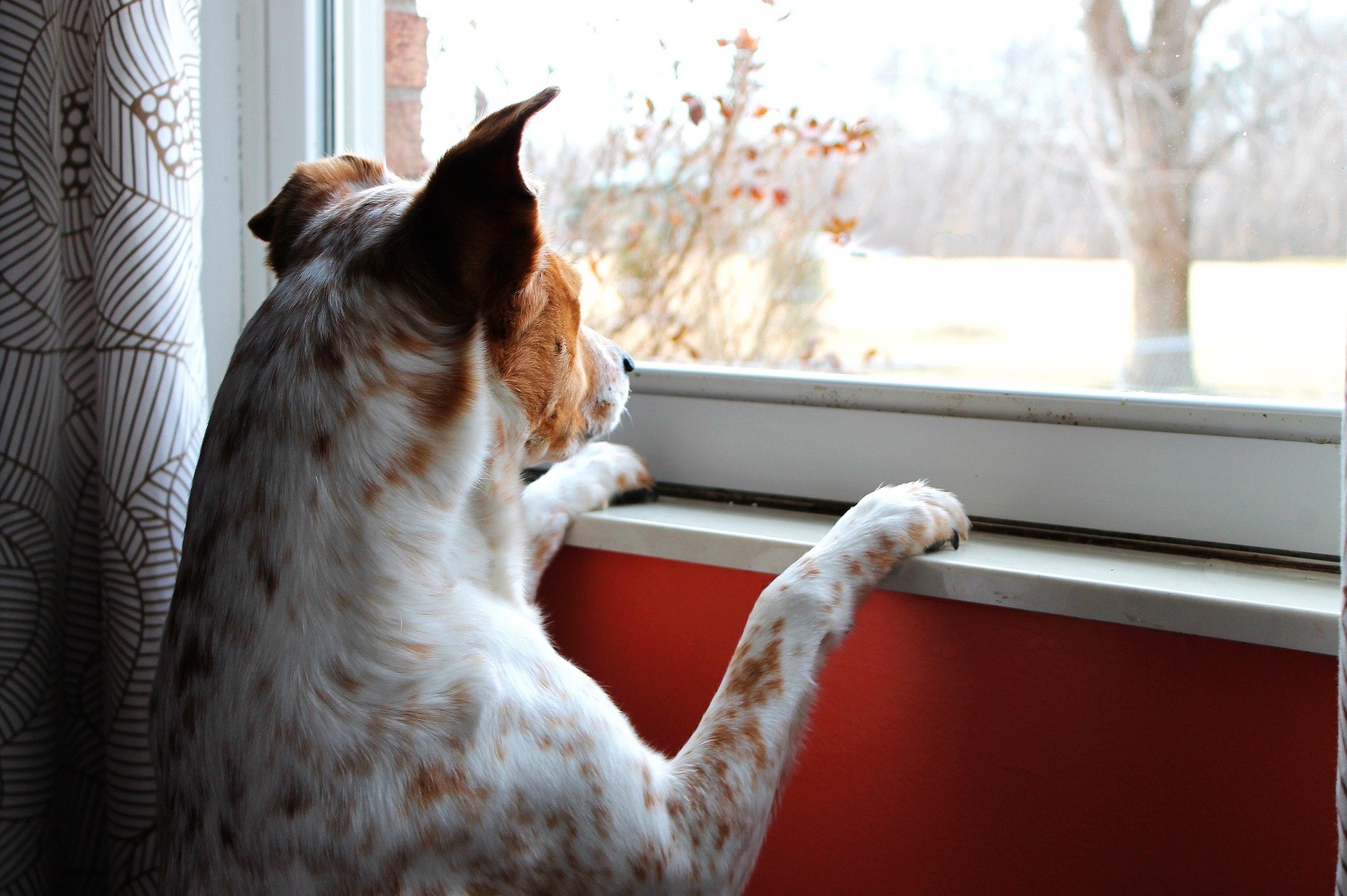 chien de garde
