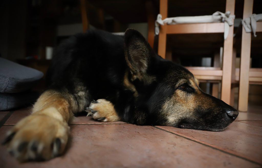 chien mange meuble
