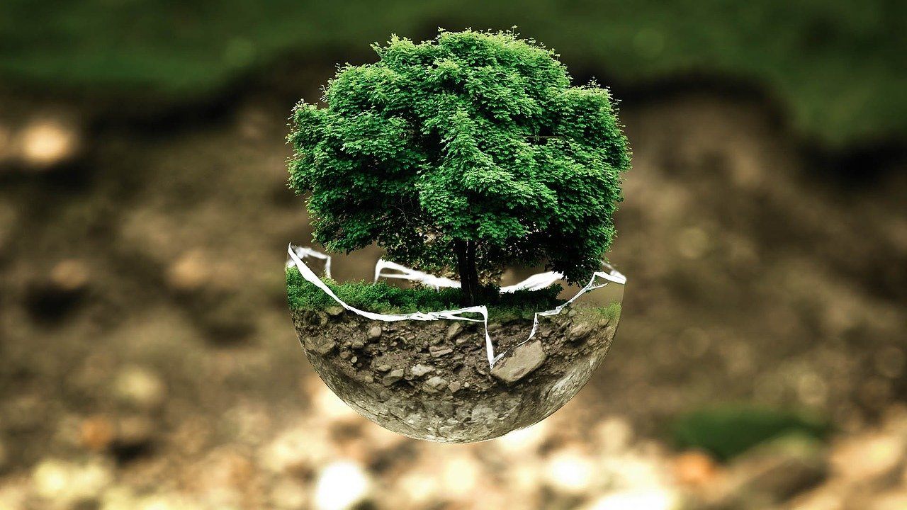 Chien ecologie