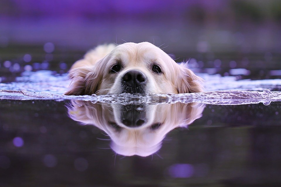 Chien et eau