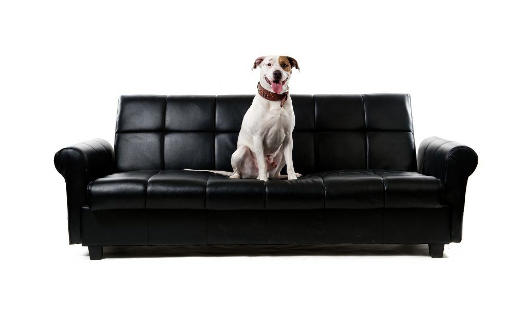 chien mange meuble