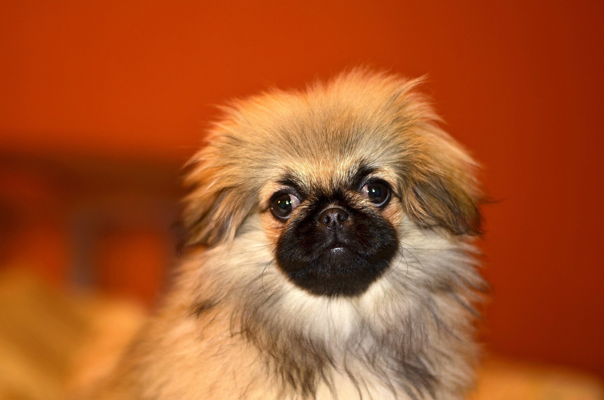 Chien miniature