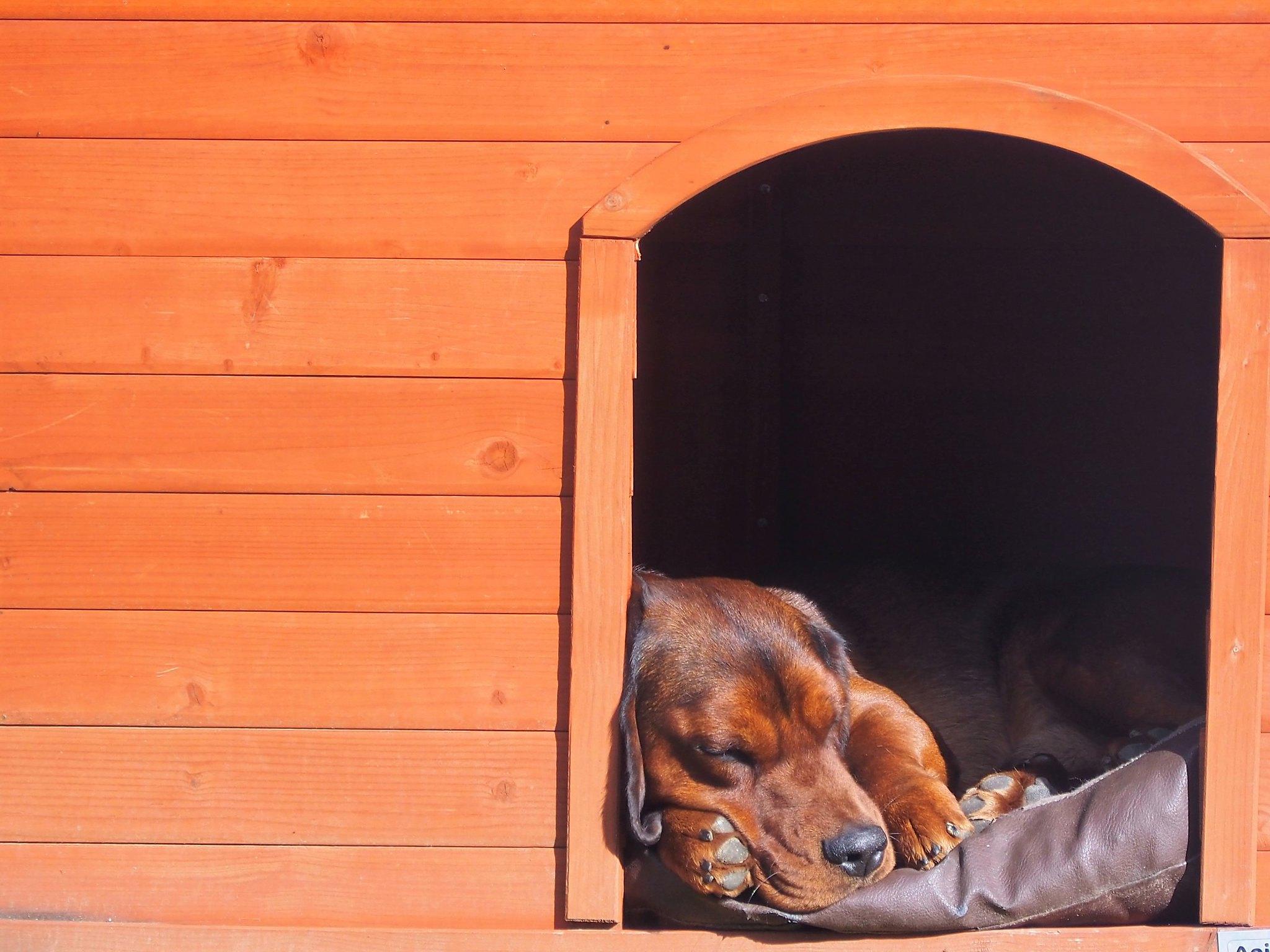 Chien niche
