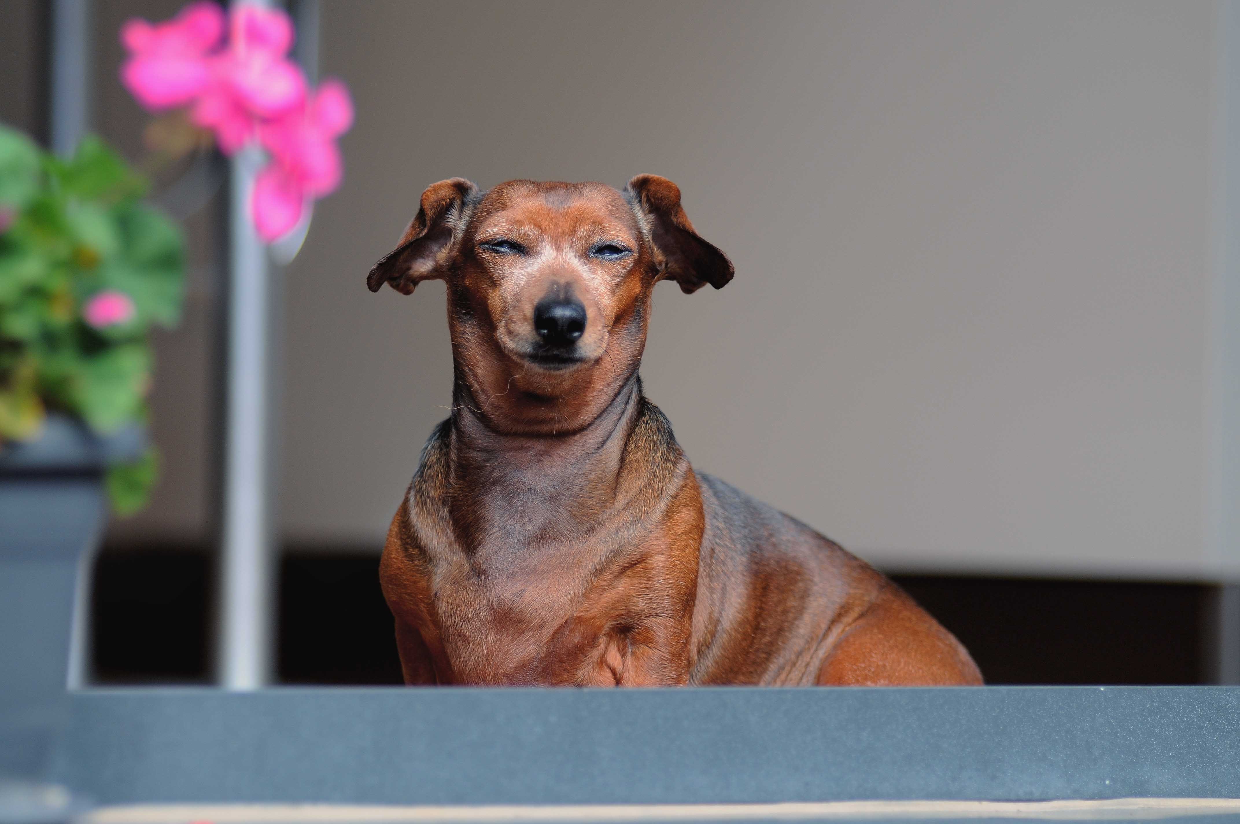 Chien obèse