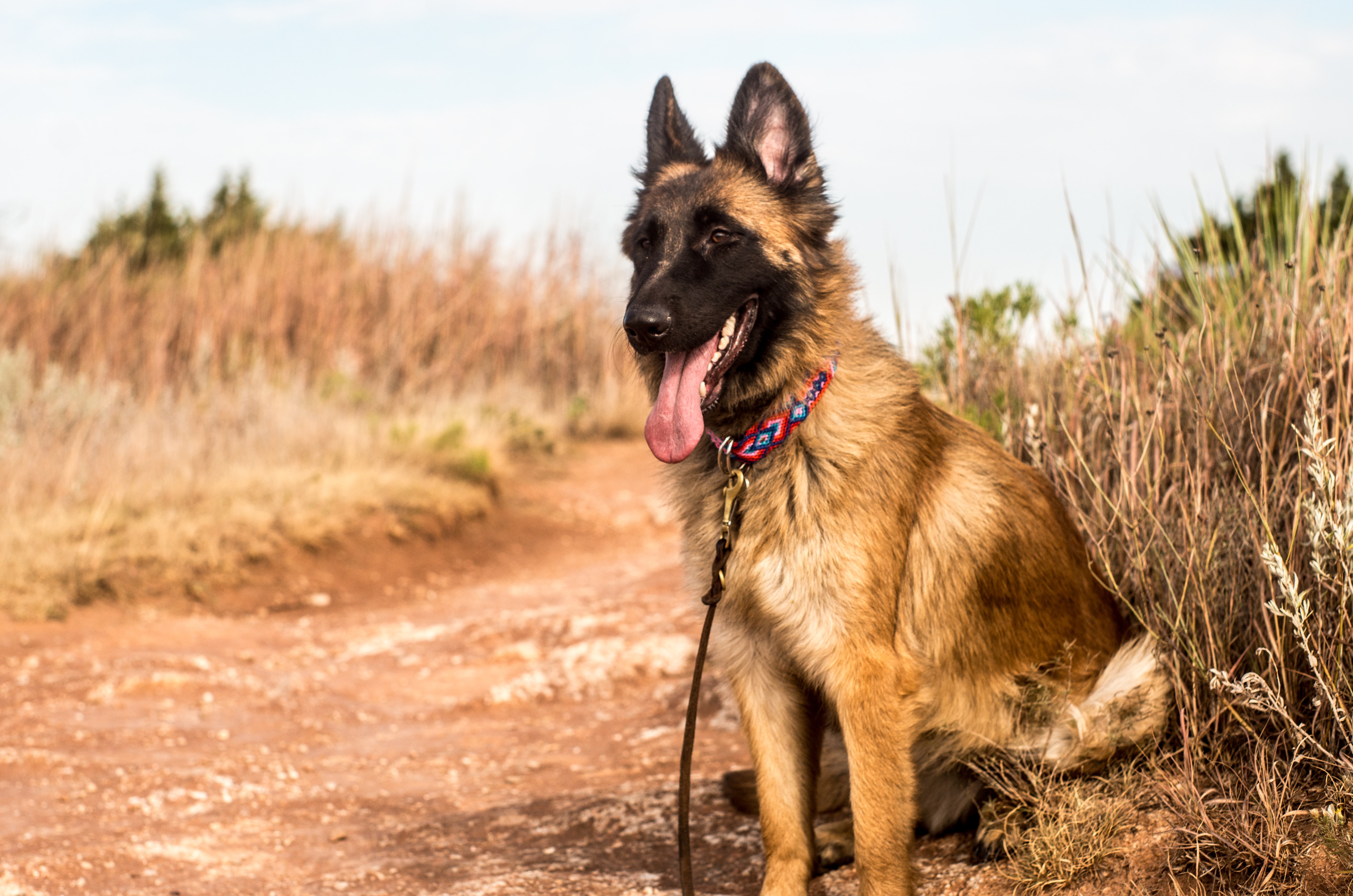 Chien préféré français
