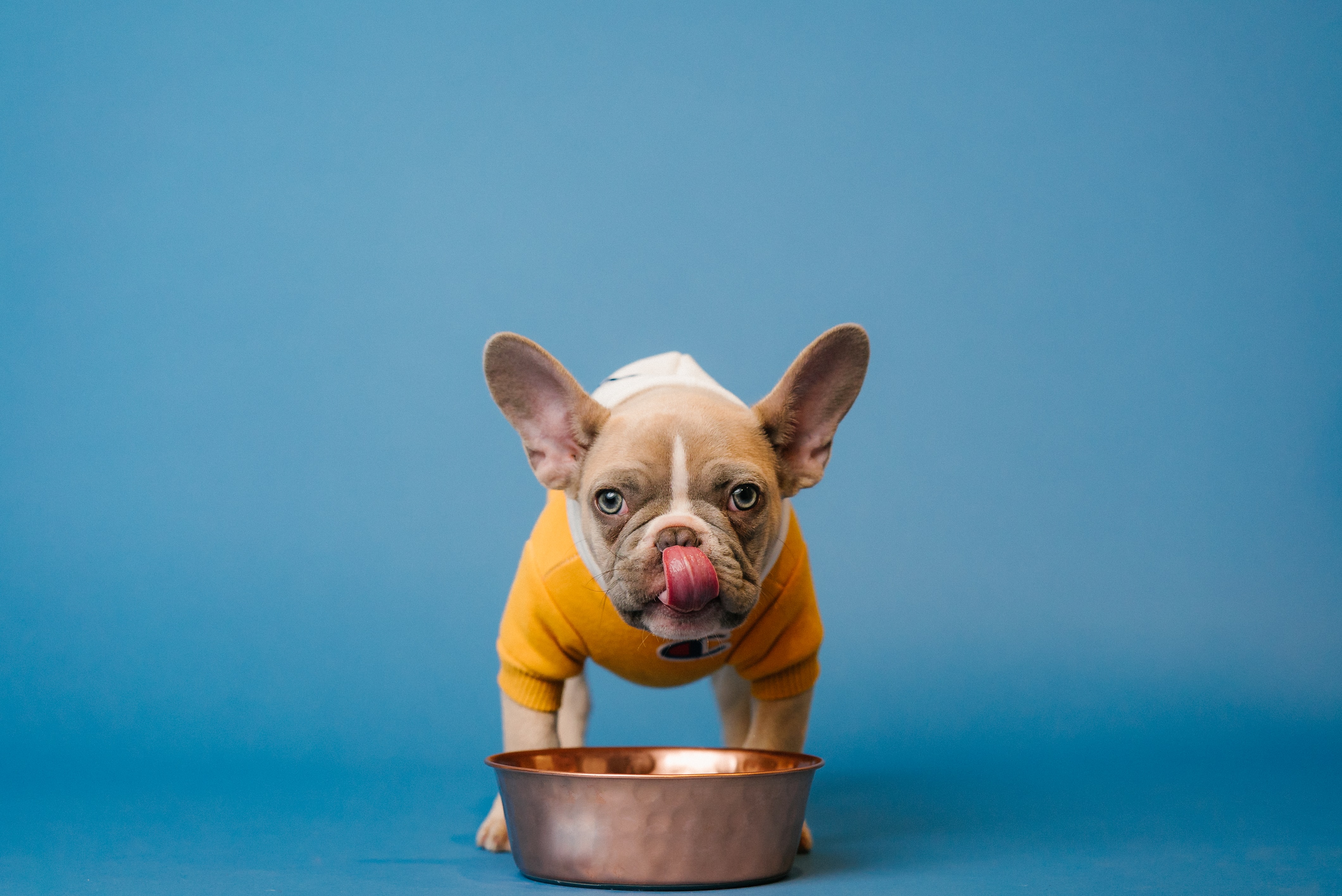 Chien ration ménagère