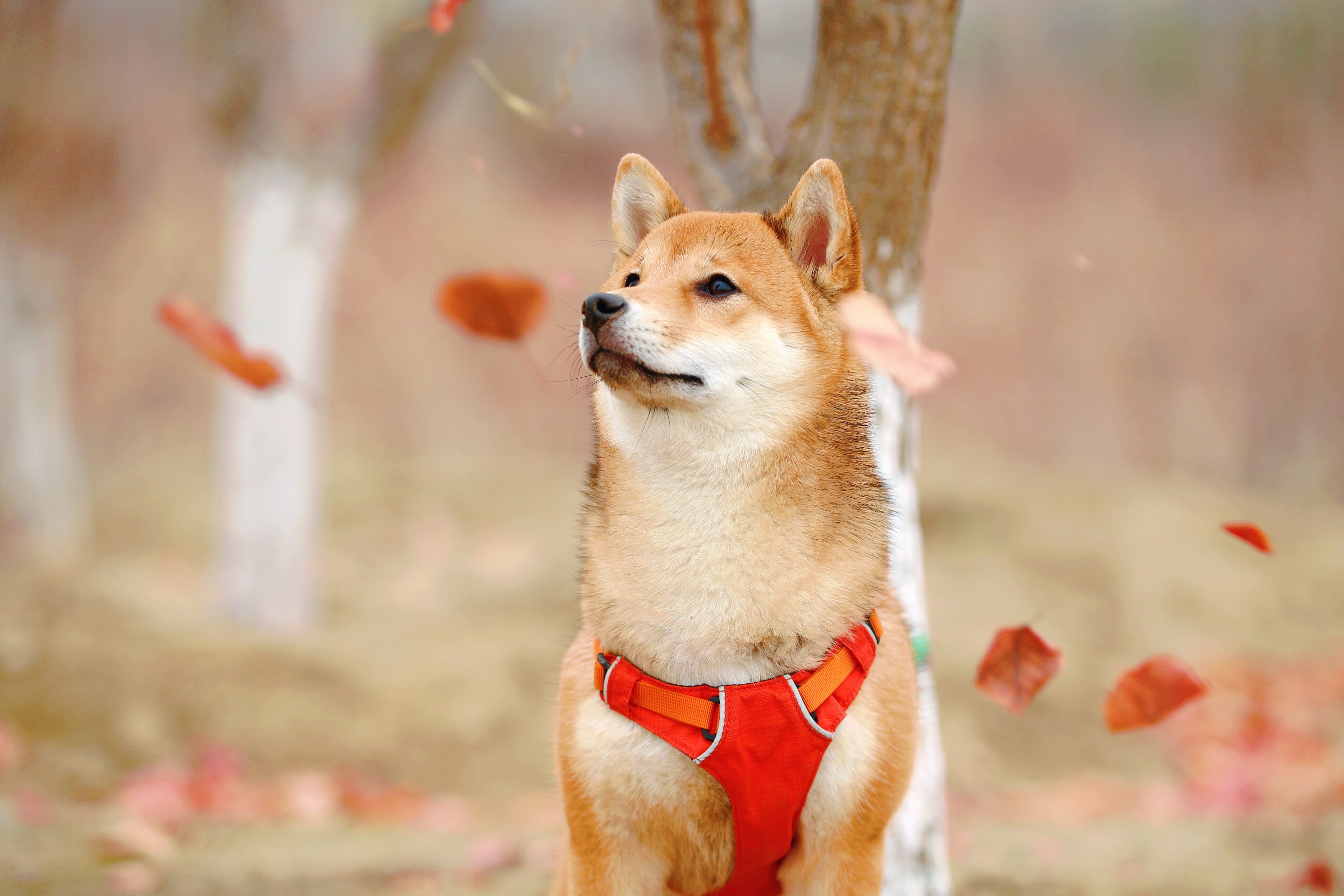 Chien santé robuste