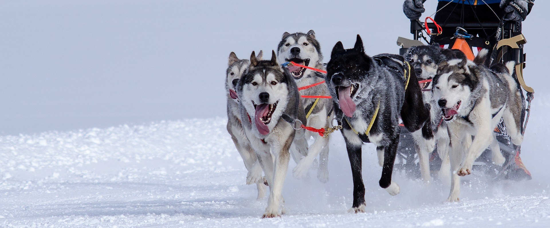 Chiens de traineau