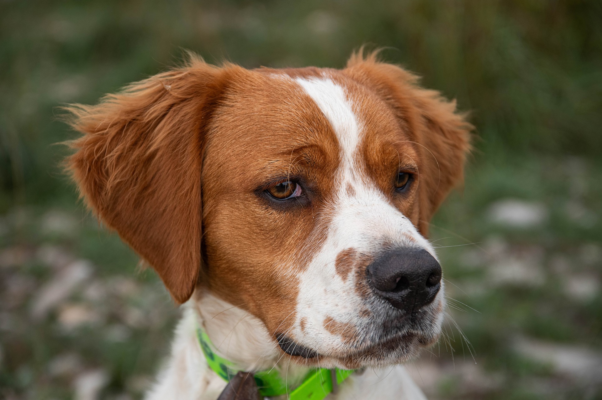 Chiens francais