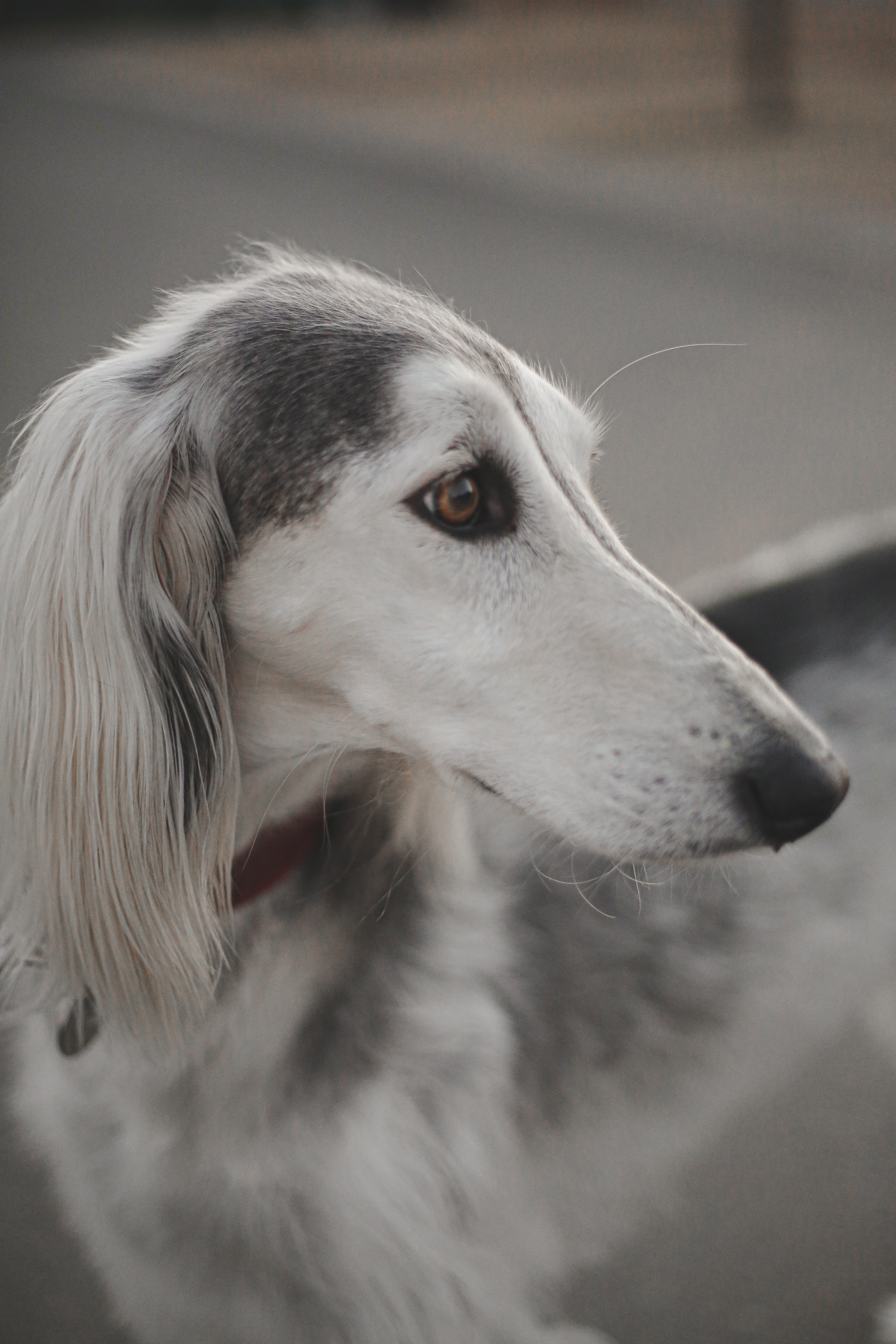 Chiens lévriers