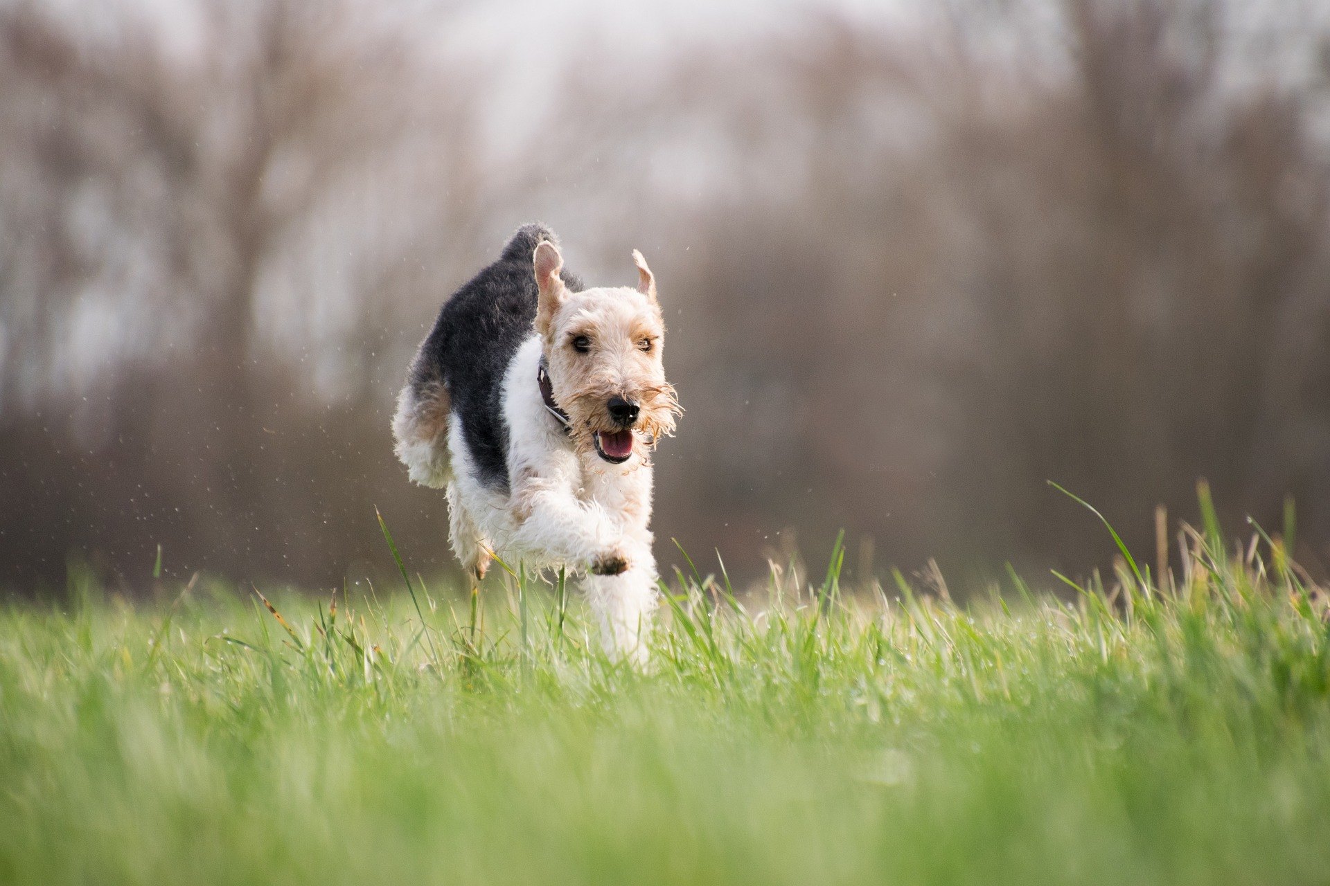 Chiens terriers