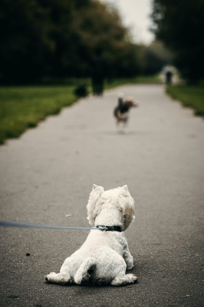 comportement chien bizarre