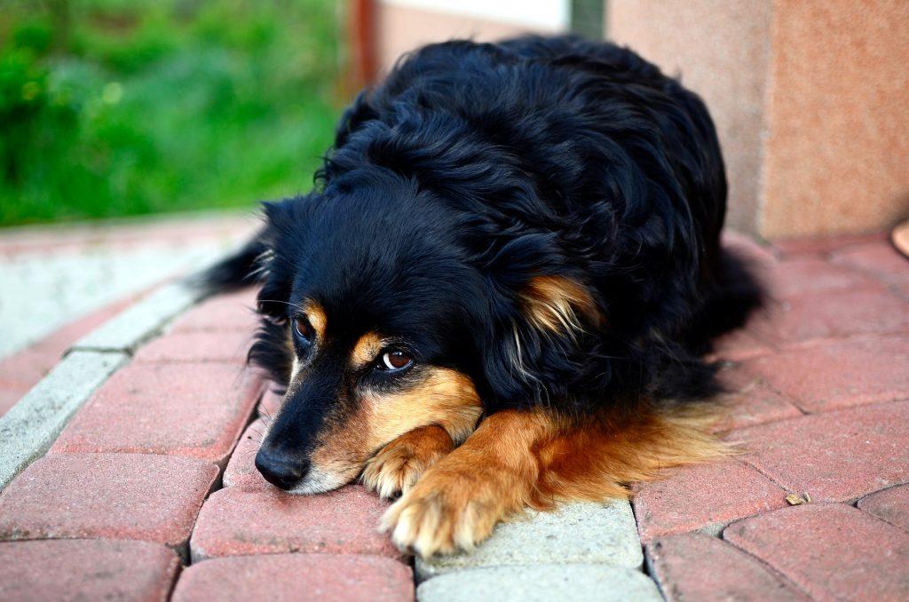 chien dépendant