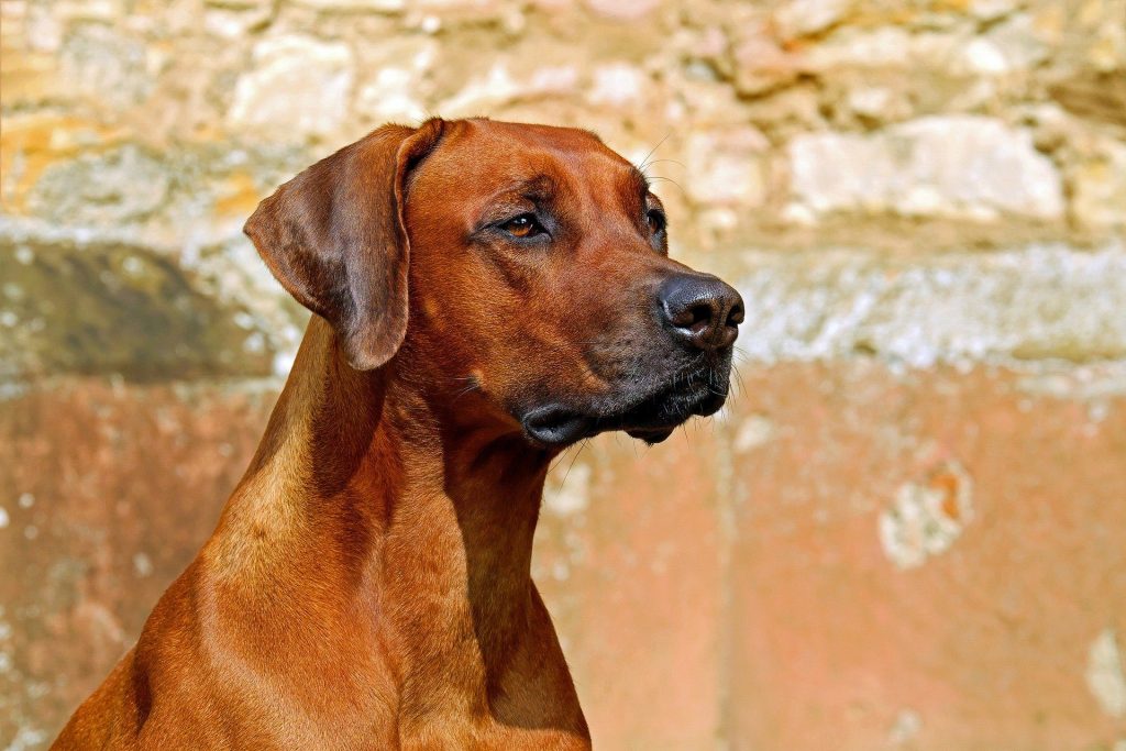 chien de garde