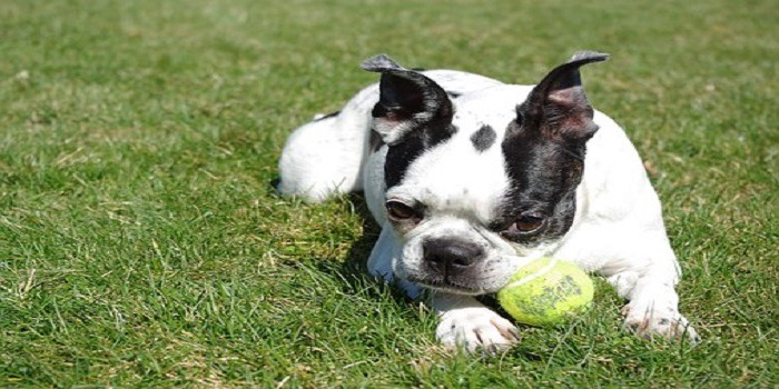 boston-terrier
