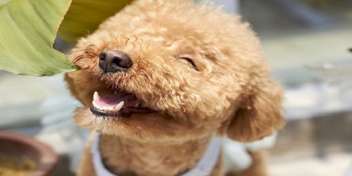 caniche
