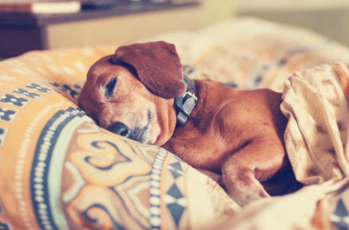 empecher-chien-lit