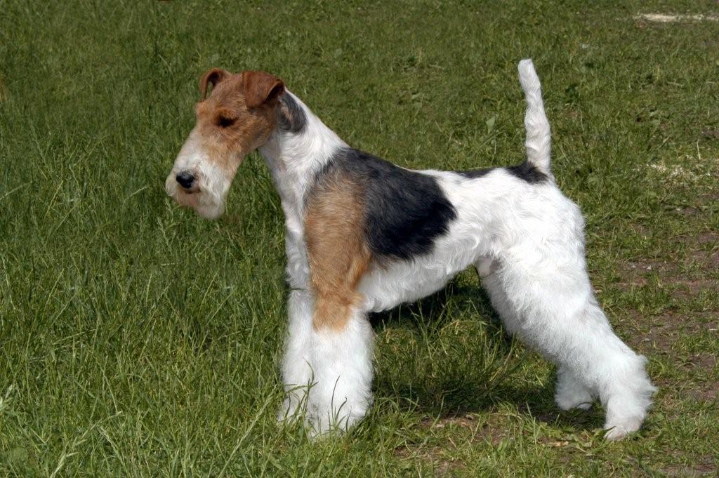 fox terrier