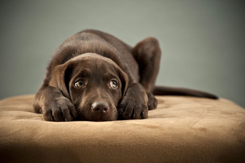 peur-chien