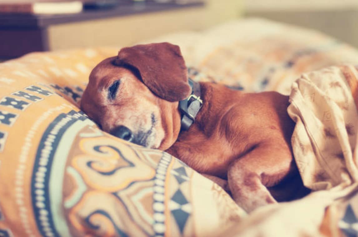Empêcher son chien de dormir sur le lit : comment ne plus avoir les poils de votre chien sur le lit ?