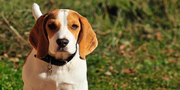 Beagle : caractère, santé, éducation…