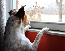 Atténuer l’instinct de garde chez un chien: nos conseils
