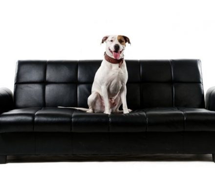 Votre chien mange vos meubles : comment y remédier ?