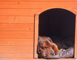 Le guide pour choisir la niche de votre chien