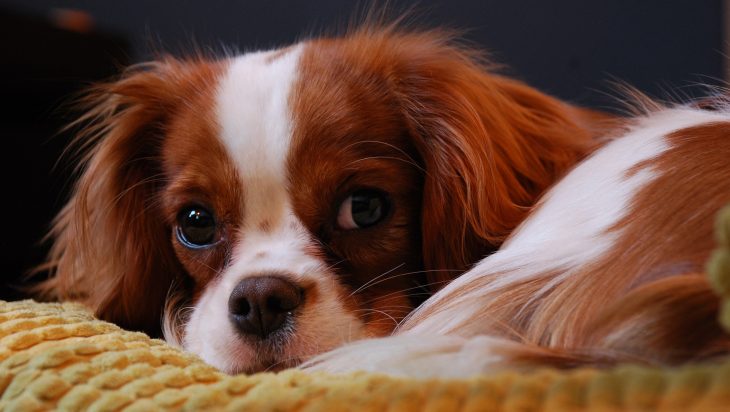 14 races de chiens les plus calmes