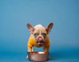 De la ration ménagère pour nourrir votre chien: nos conseils