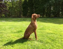 Top 8 des races de chiens braques