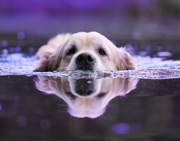 Races de chiens qui aiment l’eau: top 7