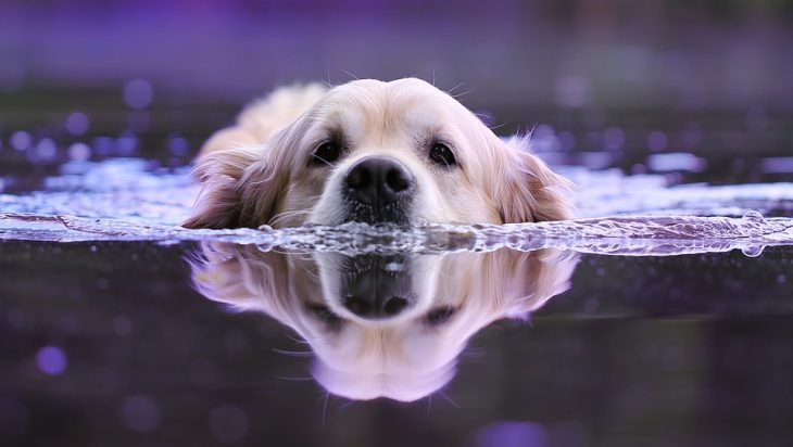 Races de chiens qui aiment l’eau: top 7