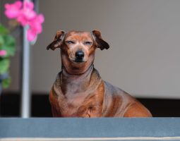 Top 7 des races de chiens prédisposées à l&rsquo;obésité