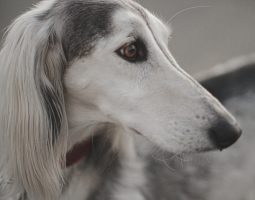 Top 7 des races de chiens lévriers