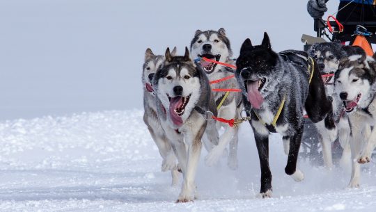 Chiens de traîneau : les 4 meilleures races