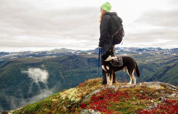 Top 7 des races de chiens pour les passionnés de randonnées