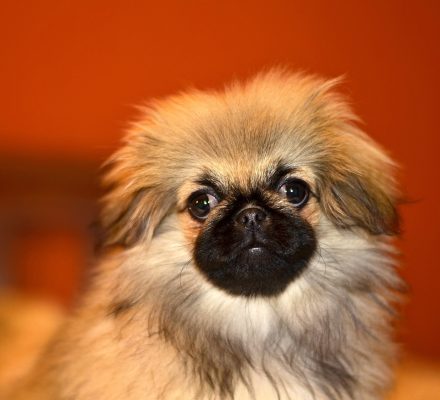 Top 7 des plus adorables races de chiens miniatures