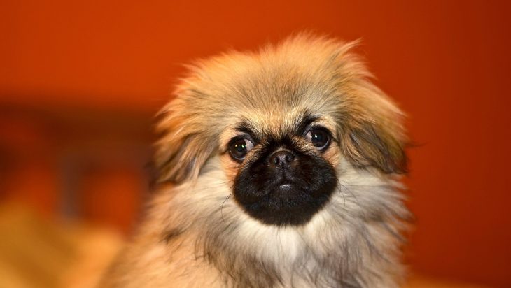 Top 7 des plus adorables races de chiens miniatures
