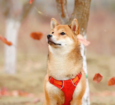 Top 7 des races de chiens à la santé robuste