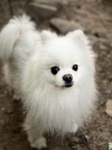 Petit chien blanc