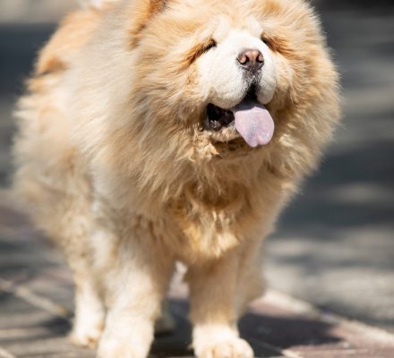 Le top 6 des races de chiens les plus chères au monde