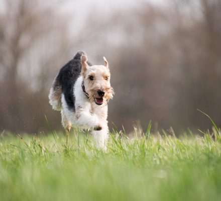 Top 5 des races de chiens terriers les plus connus